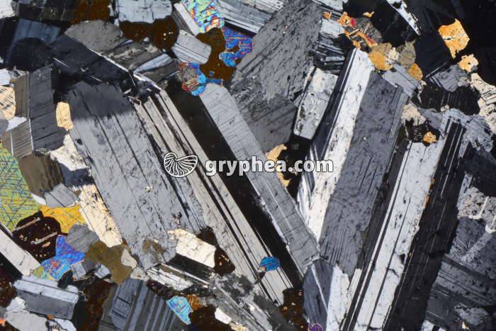 Gabbro LPA x5 - gryphea.com